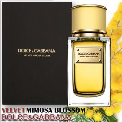 Dolce&Gabbana Velvet Mimosa Bloom